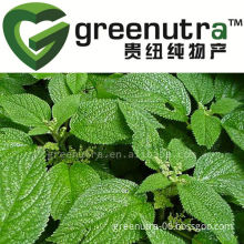 Nettle Leaf extract